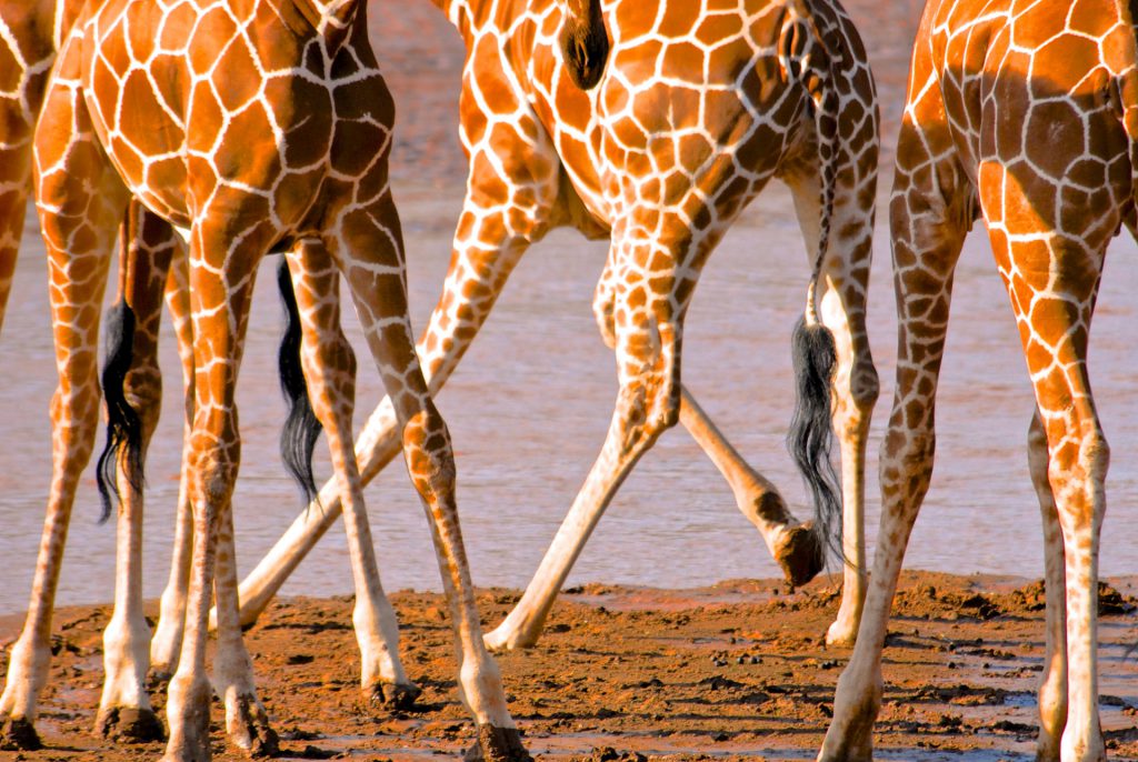 Safari Fred Kenya Samburu girafes reticulees