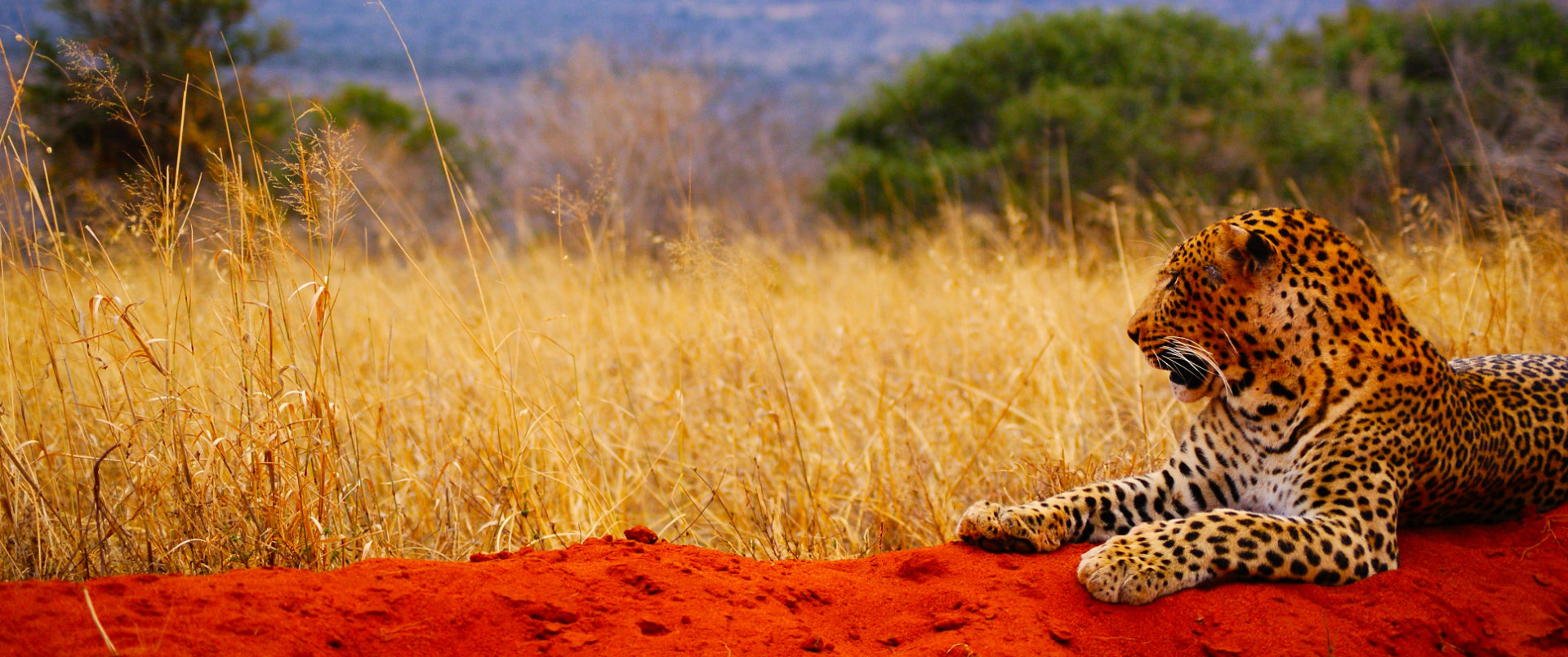 Avis et témoignages sur nos safaris en Tanzanie