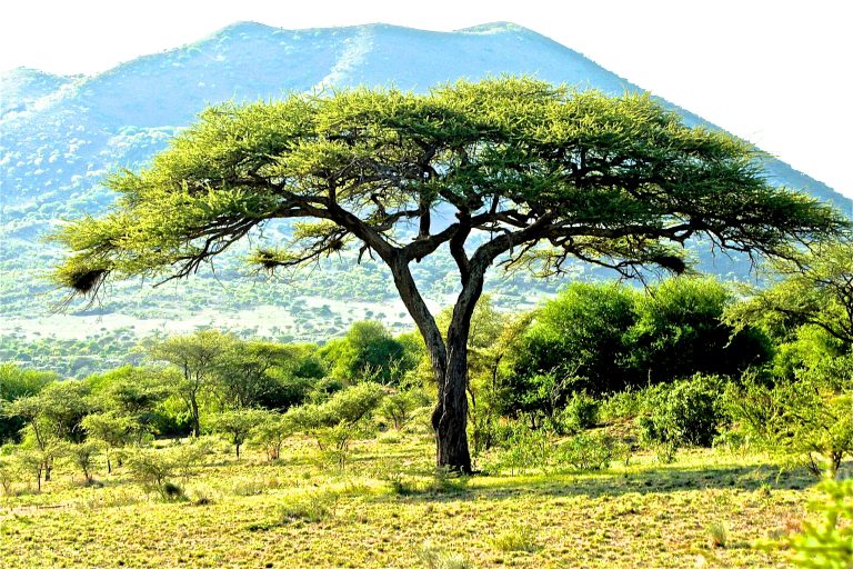 Eco safari Kenya