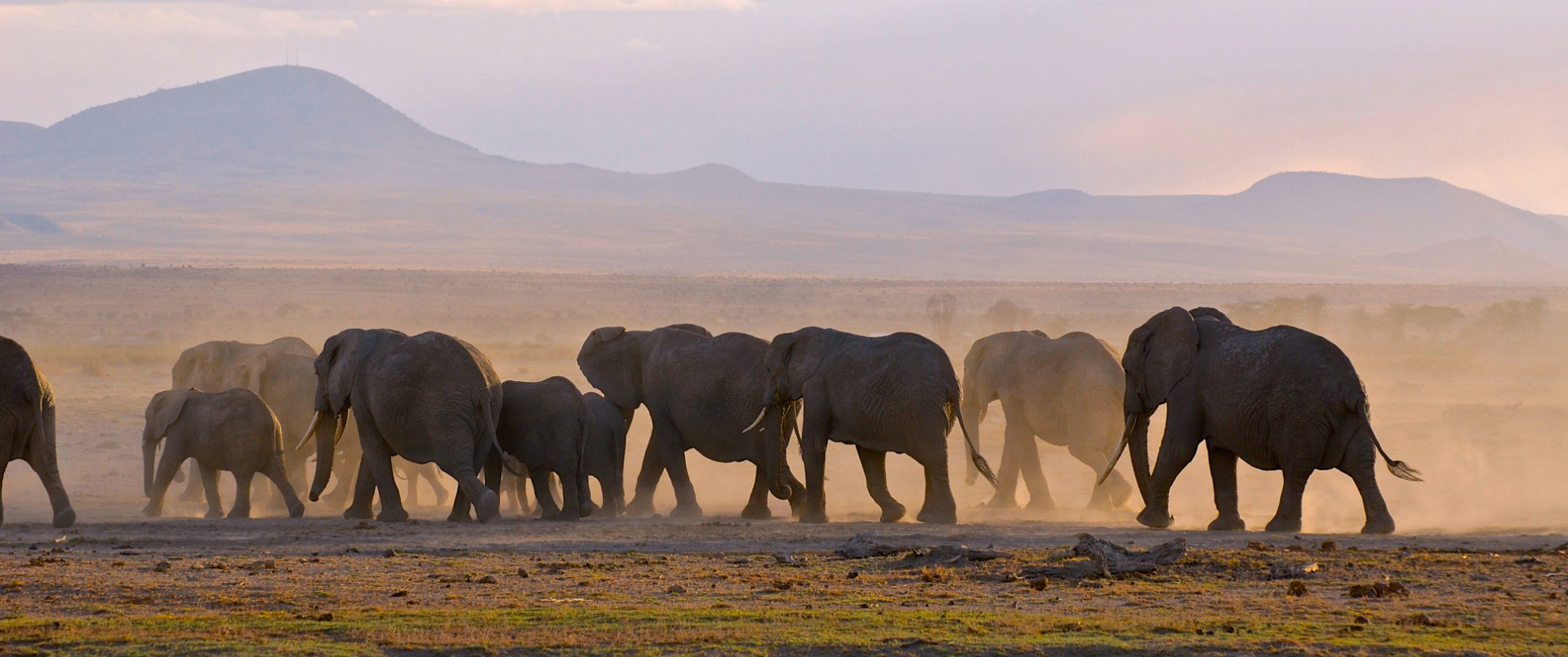 safaris-fred-homepage-safari-kenya-tanzanie