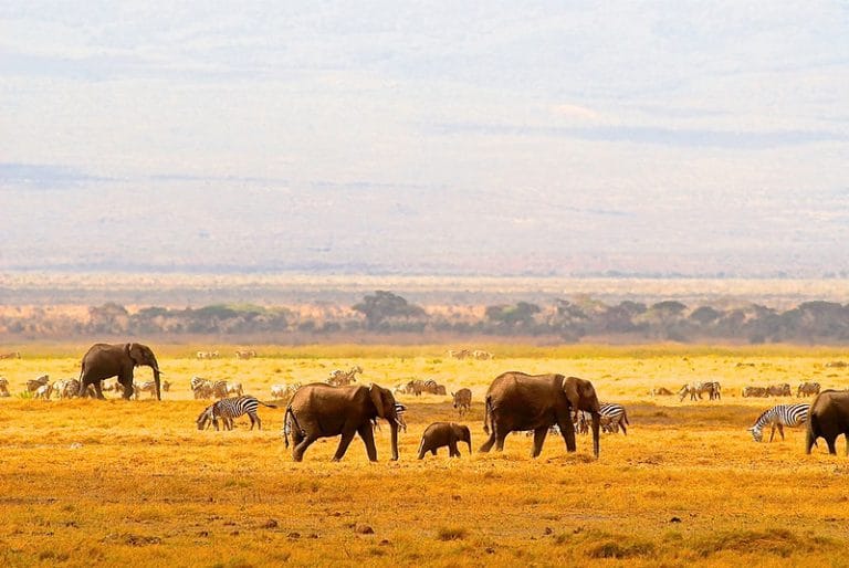 Campement de Tarangire, Lac Manyara, Serengeti et cratère Ngorongoro au départ d’Arusha