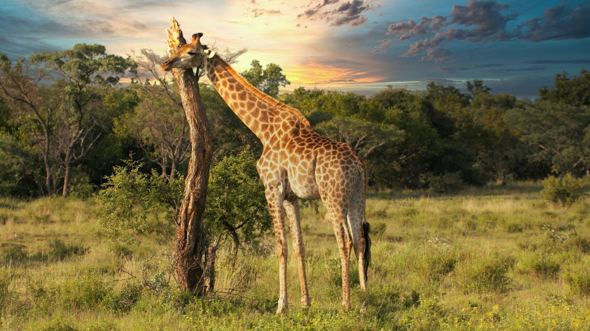 Safari en famille Kenya