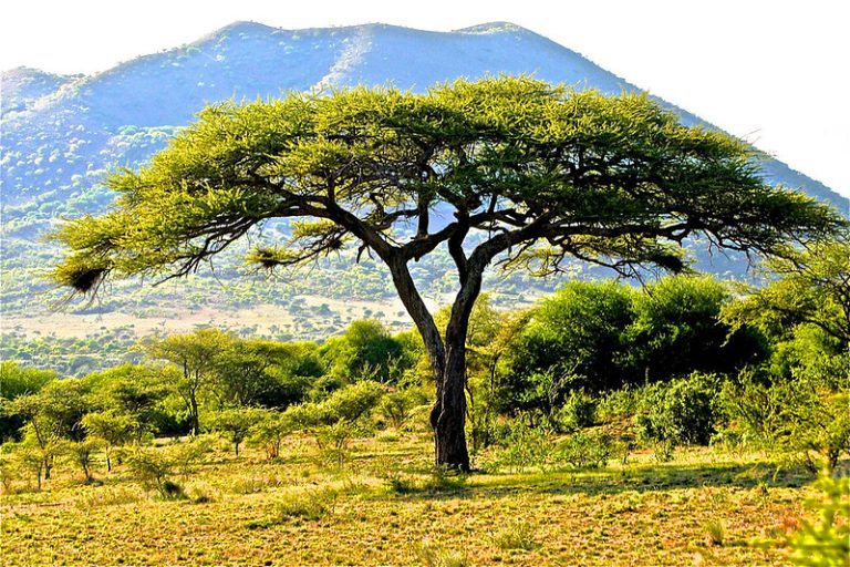 Trek et randonnée au Kenya